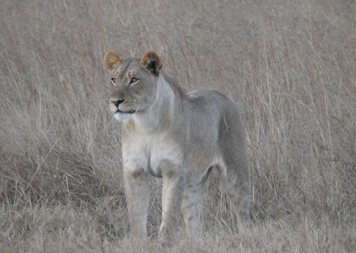 Lioness in Zambezi National Park