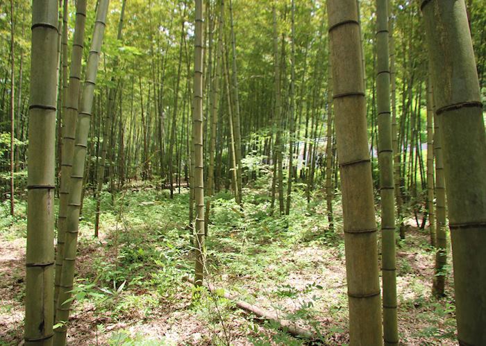 Nakasendo bamboo forest