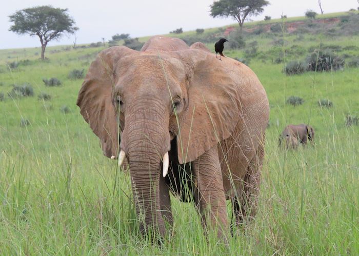 Elephant in Murchison Falls National Park