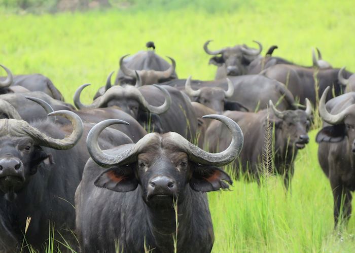 Herd of buffalo in Murchison Falls National Park