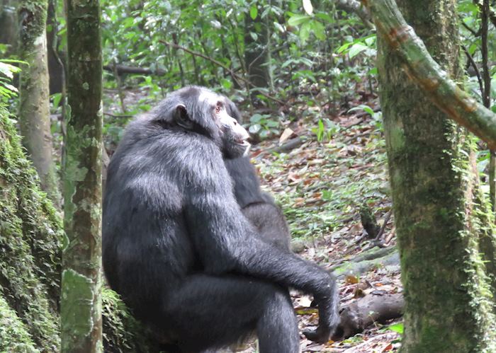 Chimpanzee  at Kibale Forest Reserve