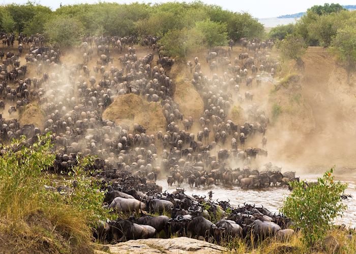 Wildebeest cross the Mara River during their Great Migration