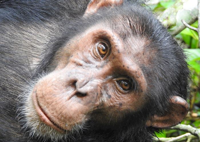 Chimpanzee in Uganda