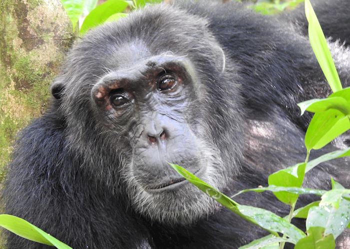 Chimpanzee in Kibale Forest