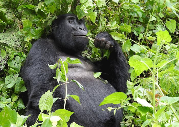 Mountain gorilla in Bwindi Impenetrable Forest
