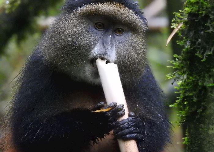 Golden Monkey eating bamboo shoots