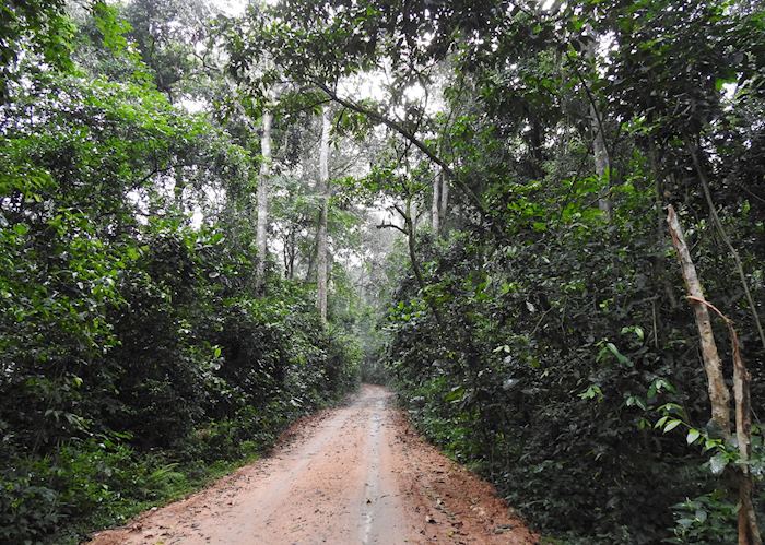 Kibale Forest