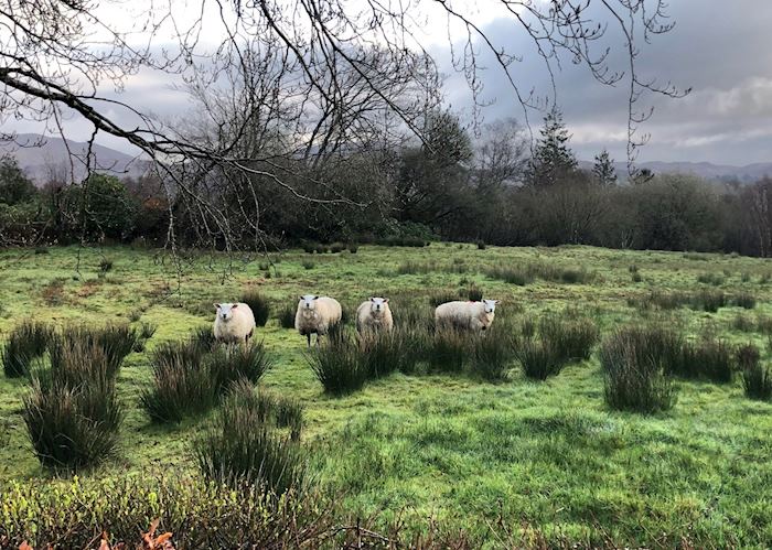 Sheep grazing in field