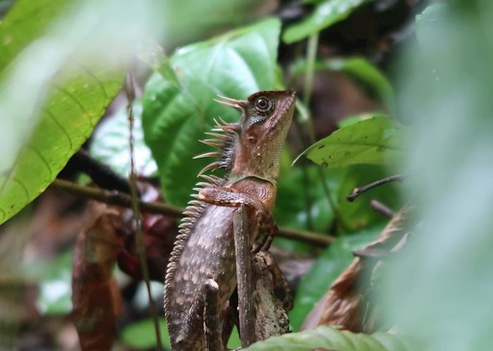 Horned lizard in Khao Sok National Park