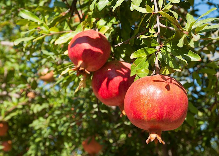 Pomegranate tree, Israel