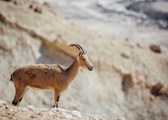 Nubian ibex, Negev Desert