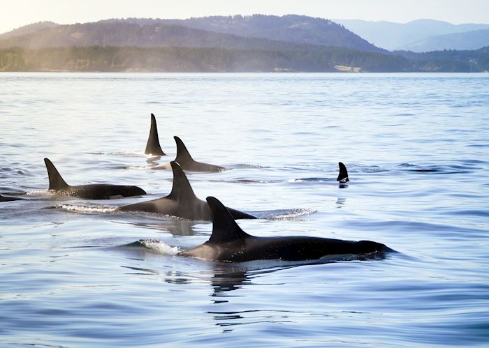 Orca, Snæfellsnes Peninsula 