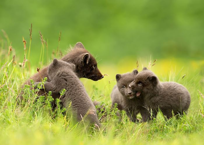 Arctic fox family