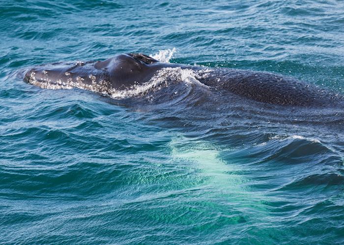 Hauganes whale watching