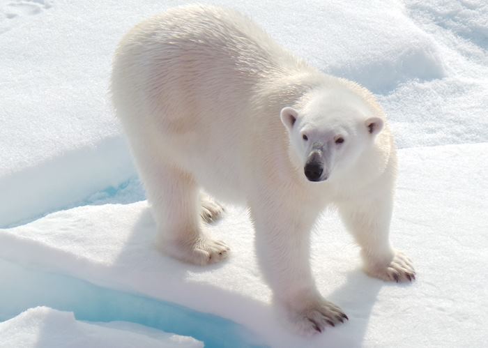 Polar bear in the Arctic