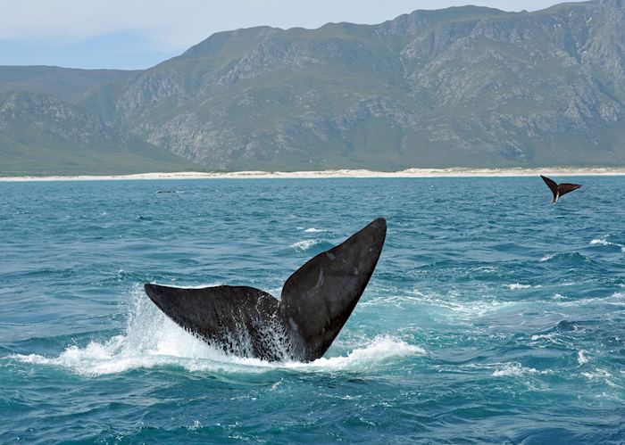 Whales off the coast of Hermanus