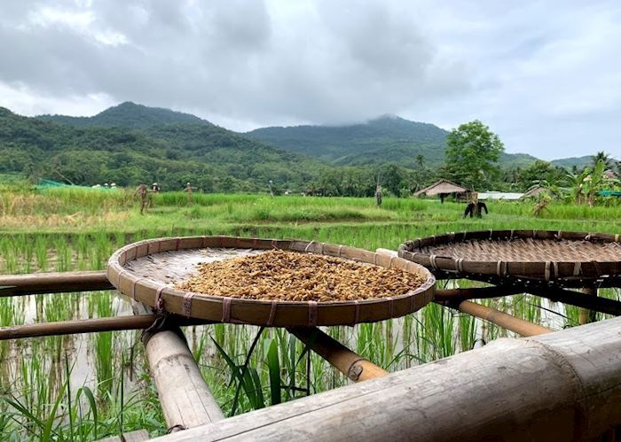 Rice paddies outside Luang Prabang