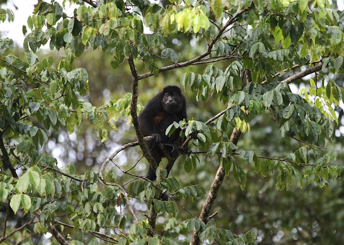 Howler Monkey Tortuguero National Park