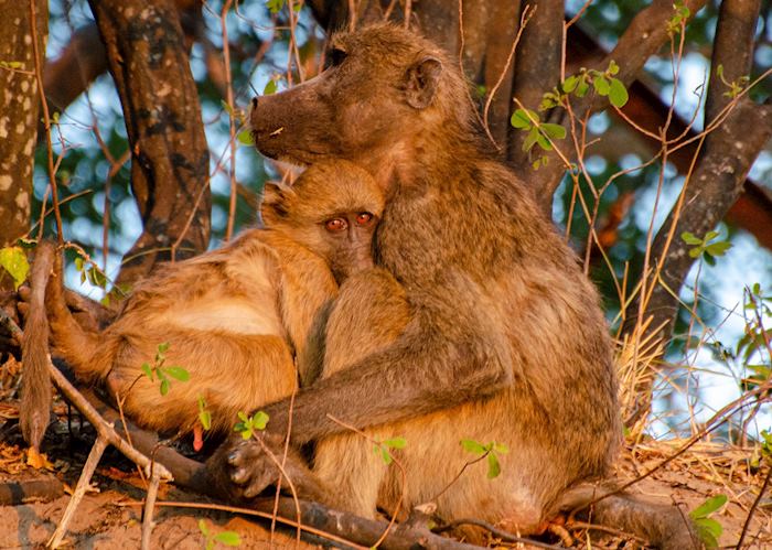 Baboons near the Zambezi River 
