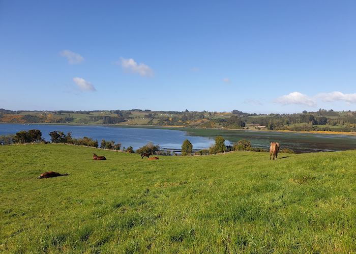 View of the wetlands and inland sea from Tierra Chiloé 