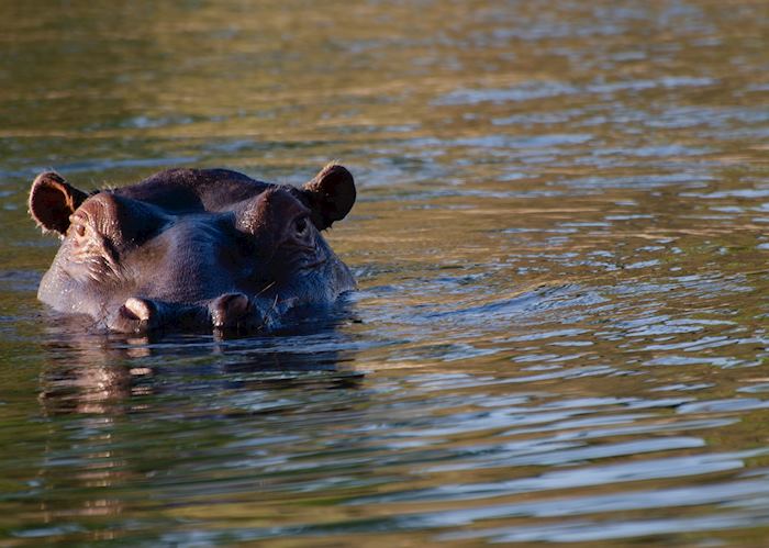 Hippo in the Zambezi River 