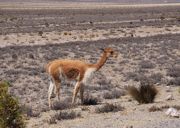 Vicuña in Colca Canyon