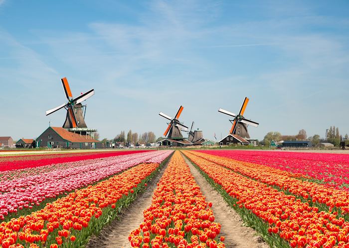 Tulips and windmills in Netherlands