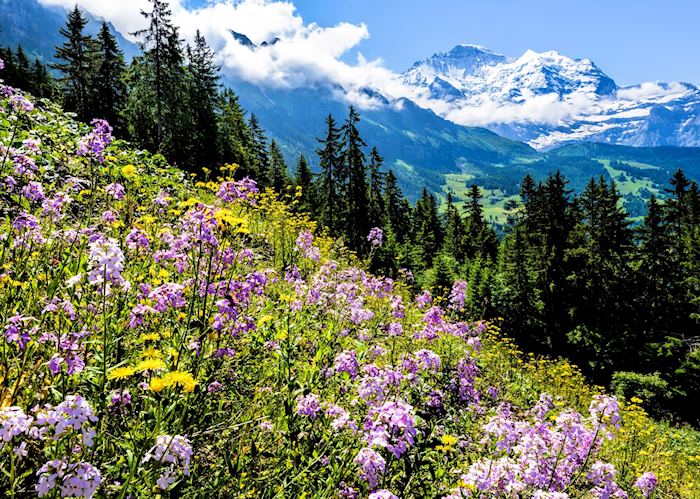 Wildflower meadow