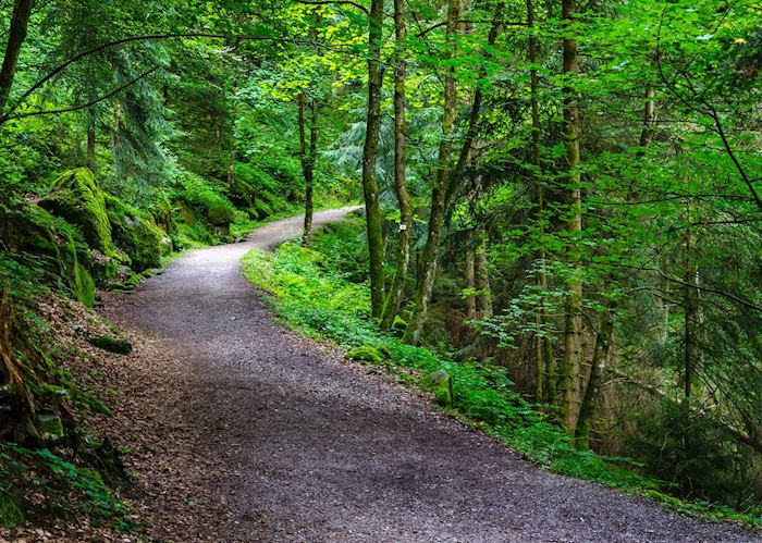 Tree lined path of Triberg