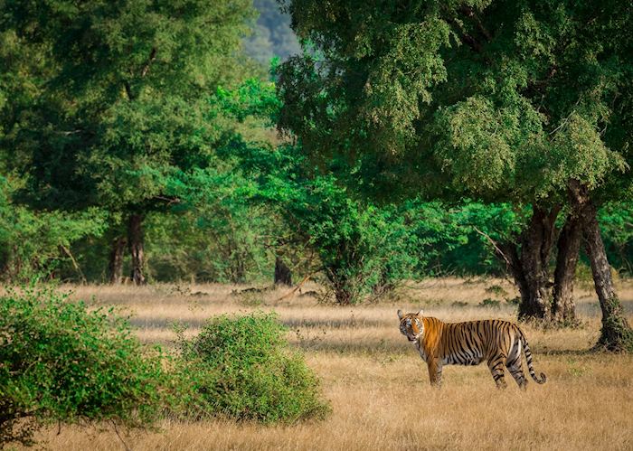 Tiger at Ranthambhore National Park