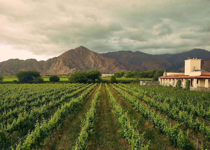 Viñas de Cafayate vineyard