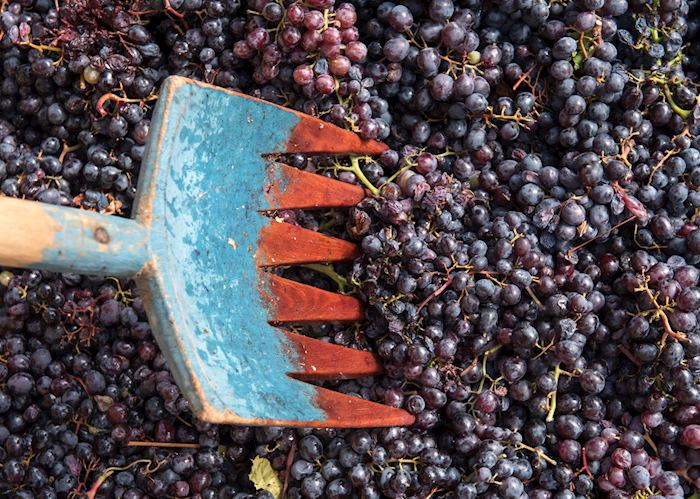 Grape harvesting