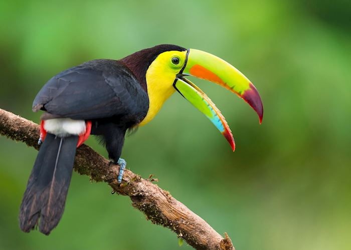 Keel-billed toucan in Belize