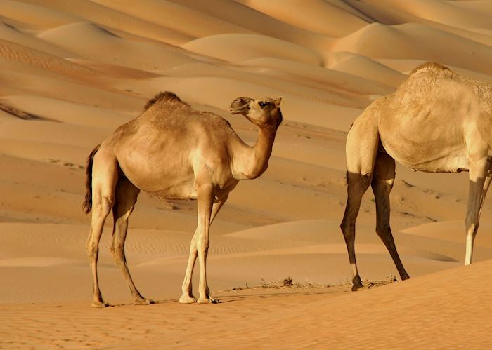 Camels, The Wahiba Sands