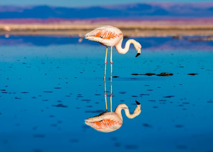 Flamingo in the Atacama Desert