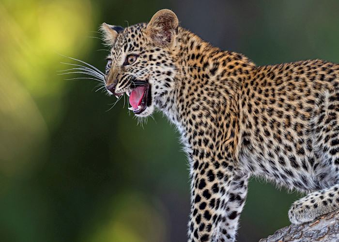 Leopard cub in South Luangwa National Park