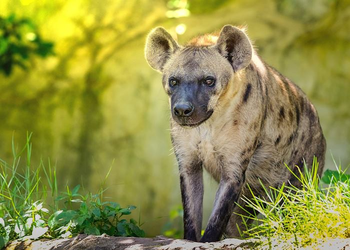 Spotted hyena in Zambia
