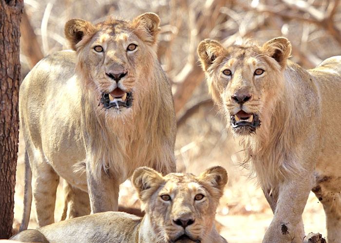 Lions in Sasan Gir National Park