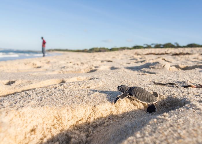Baby turtle in Zanzibar