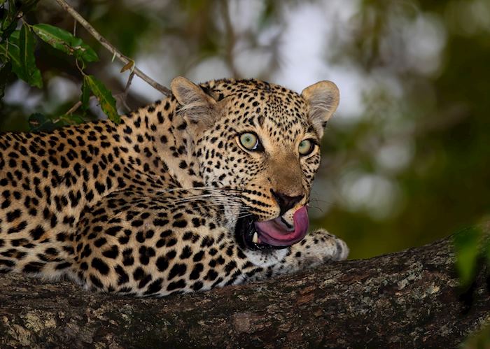 Leopard in Sabi Sands Game Reserve