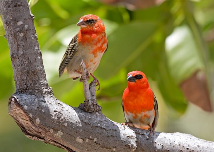 Fody birds in Madagascar