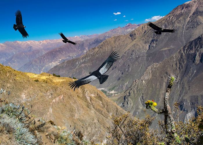 Condors flying over Colca Canyon