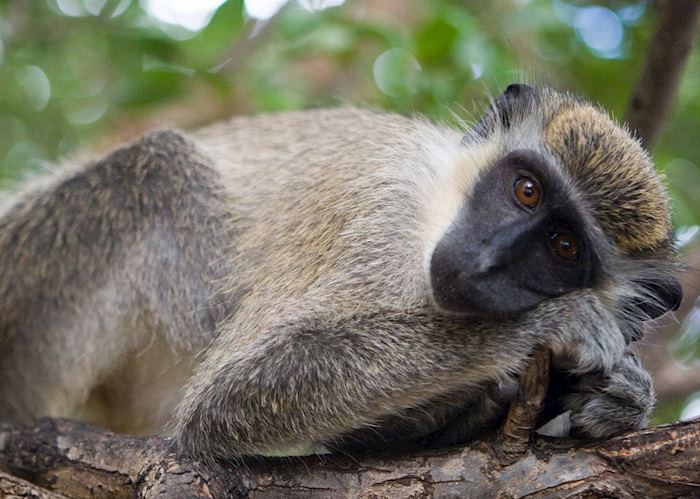 Vervet monkey in Saint Kitts