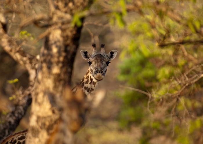 Giraffe in Katavi National Park