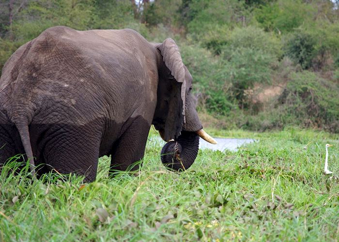 Elephant in Majete Wildlife Reserve