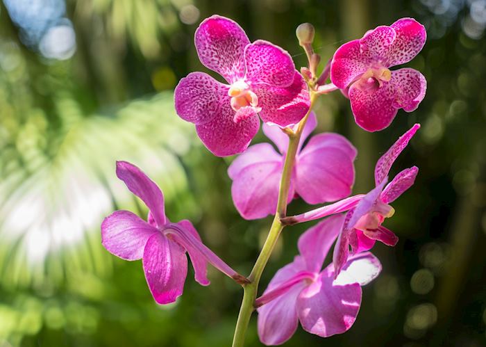 Orchid in the Garden of Sleeping Giants