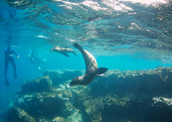 Diving with sealions in the Galapagos