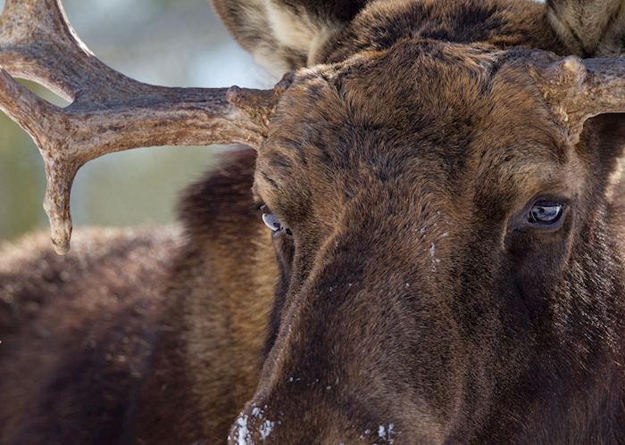 Bull moose in La Gaspésie