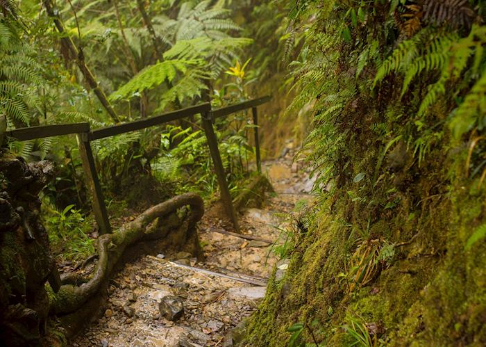 Jungle trail in Kinabalu National Park