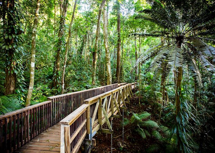 The Daintree Jindalba Boardwalk in Australia